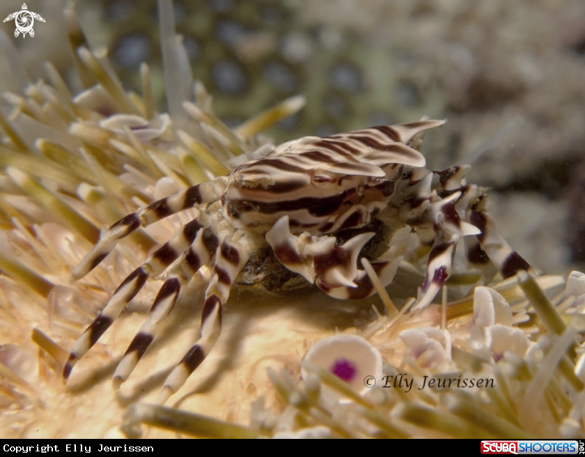 A Zebra crab