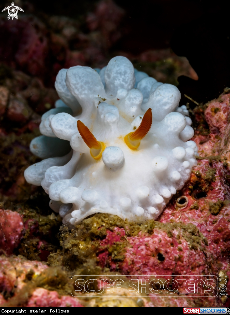 A Wart Slug