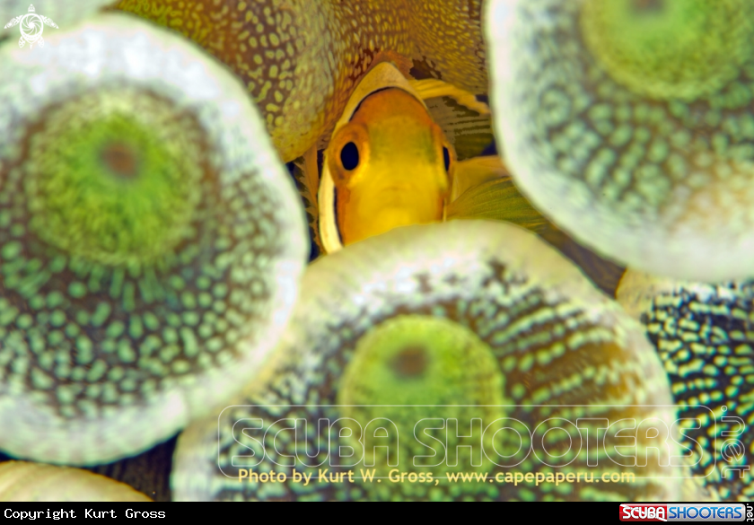 A Clownfisch