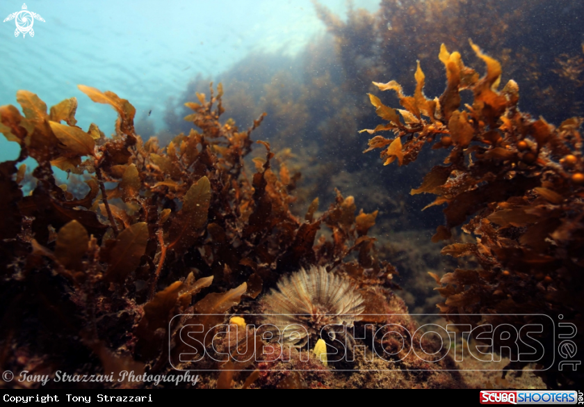 A Featherduster worm