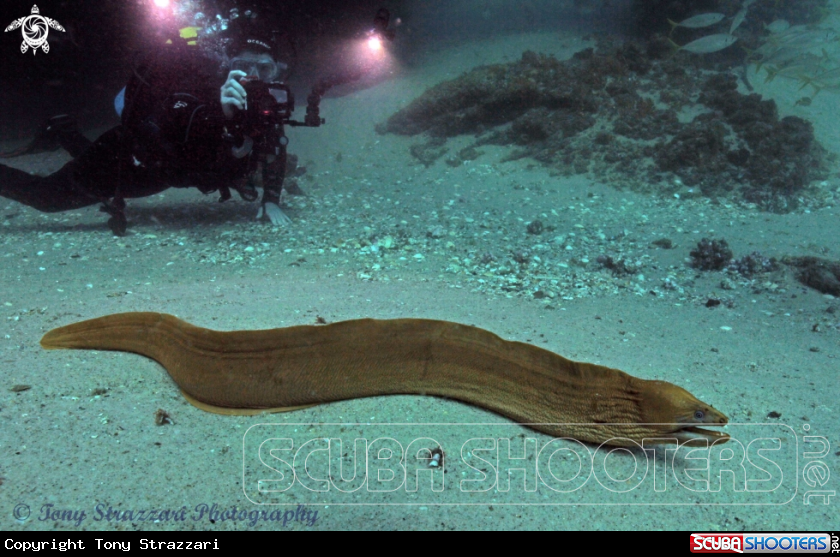 A Green moray eel