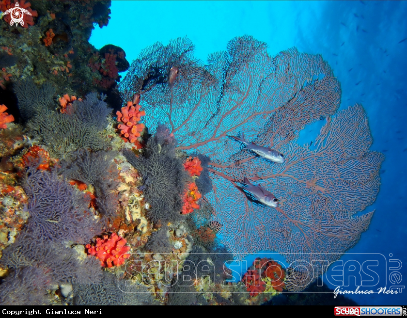 A Sea fan