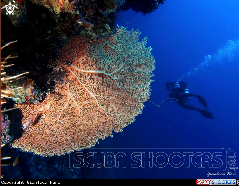 A Sea fan