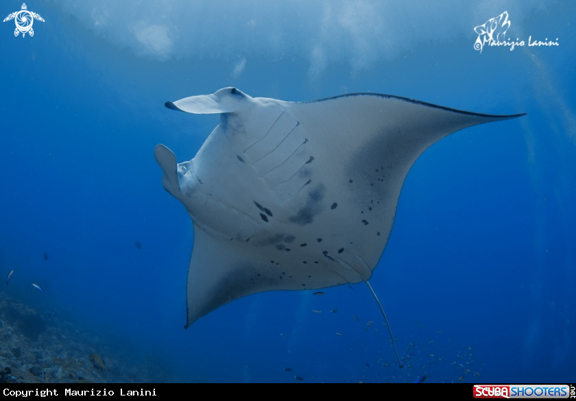 A Reef manta ray