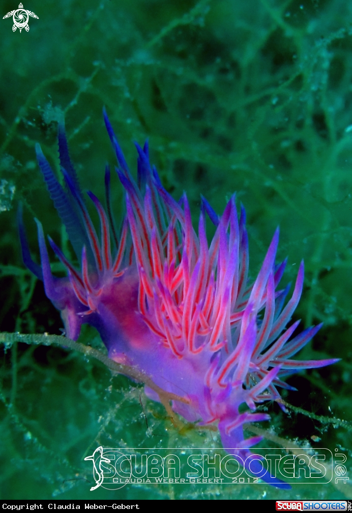 A nudi