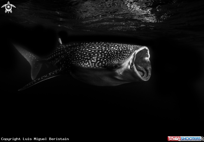 A Rhincodon typus