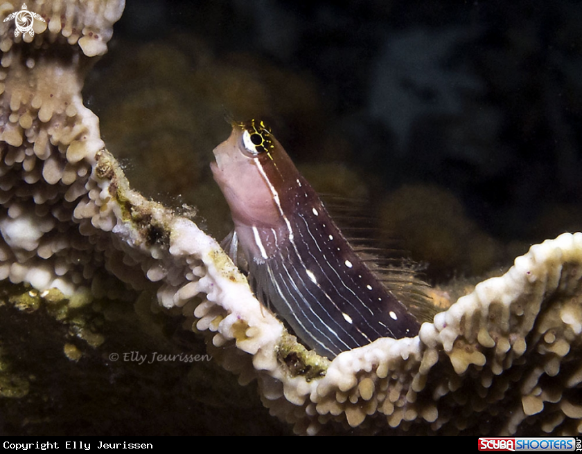 A Blenny