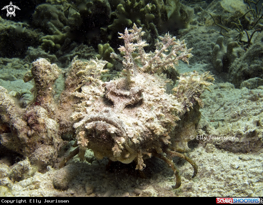 A Demon stingerfish