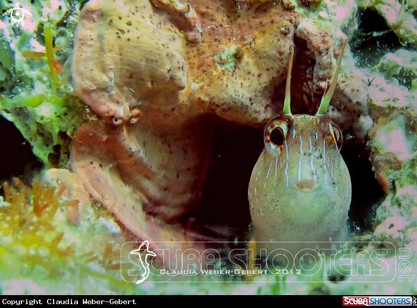 A Blenny