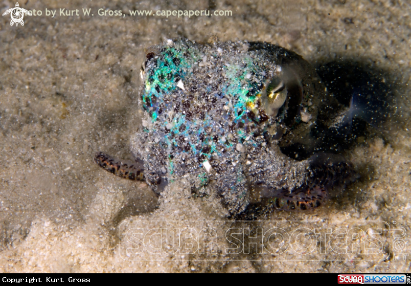 A Bobtail Squid