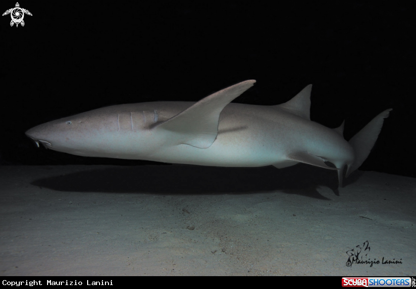 A Nurse shark
