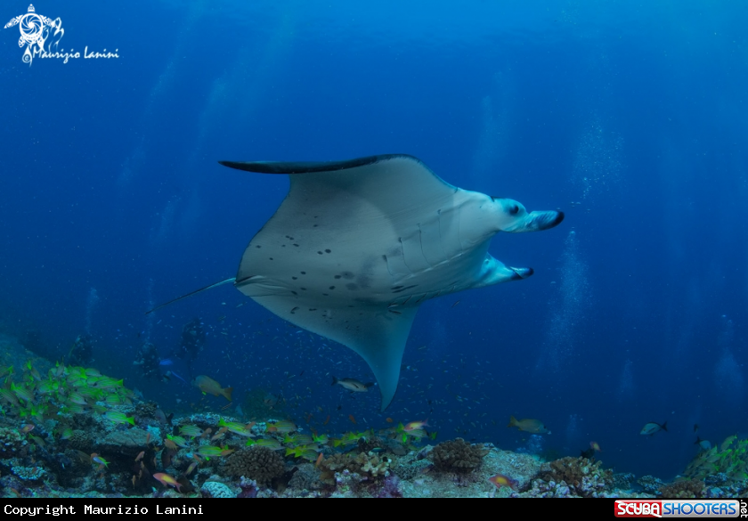 A Reef manta ray