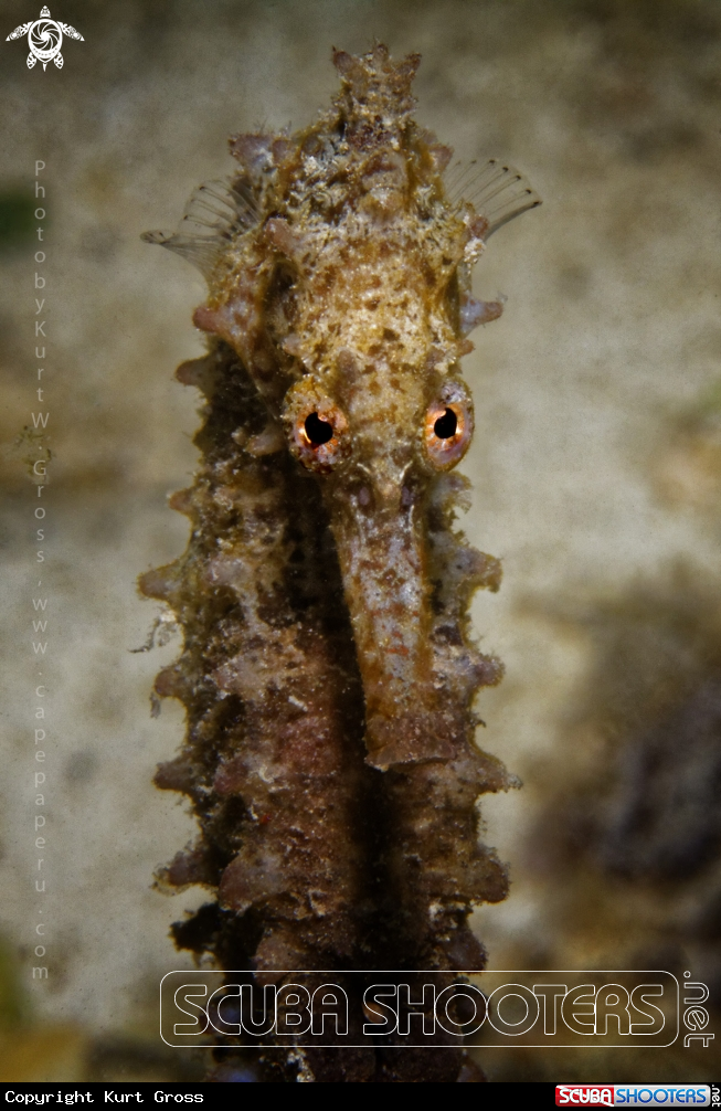 A Moluccan Sea Horse
