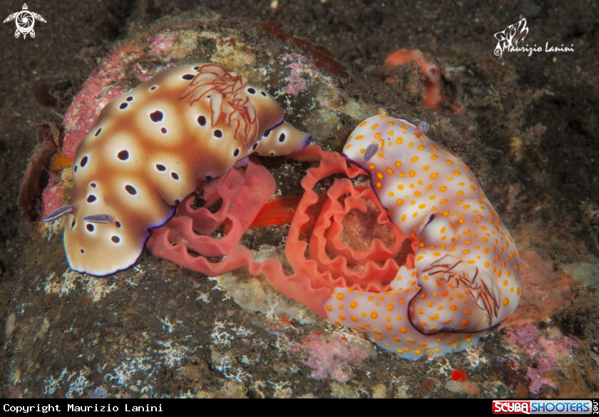A Nudibranch