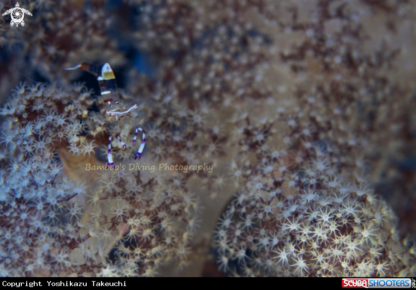 A underwater creature