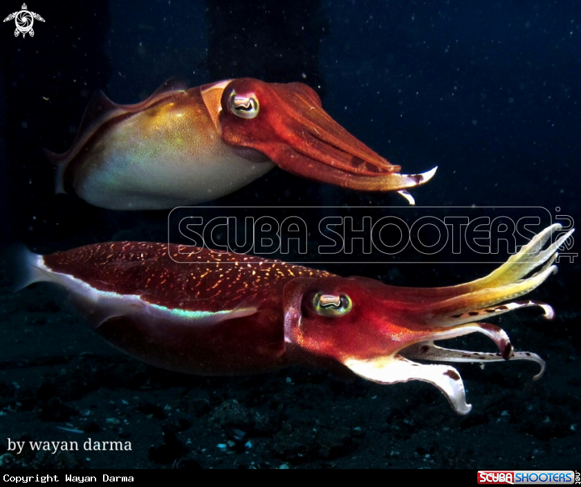 A Nice couple 