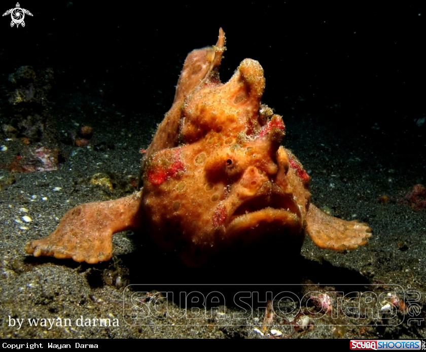A Antenarius pictus 
