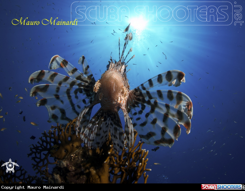 A Lionfish
