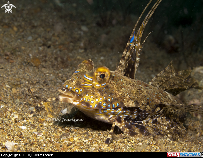 A Dragonet
