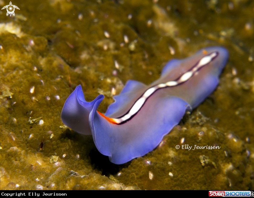 A Flatworm