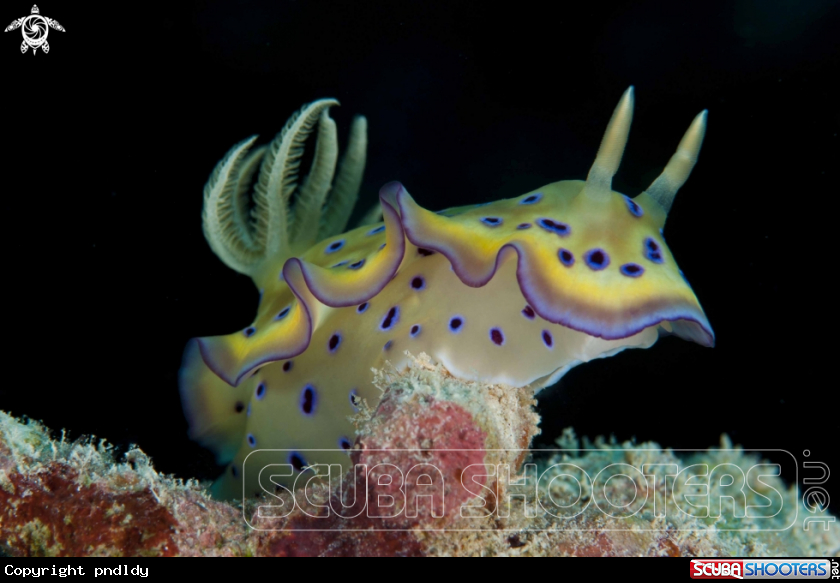 A nudi