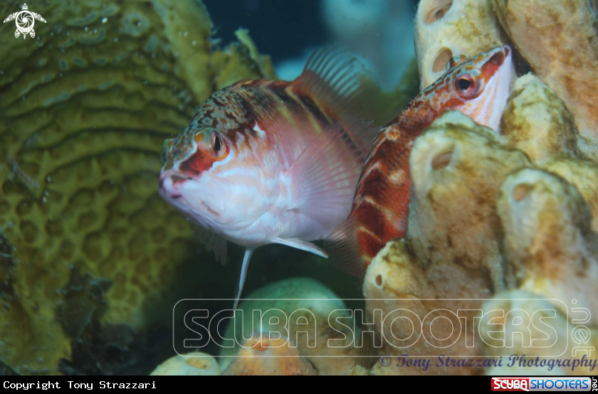 A Half-banded Seaperch