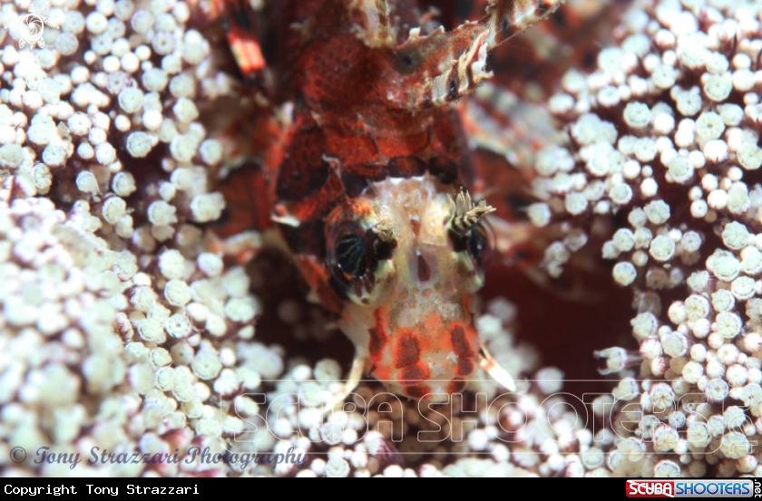 A Zebra Lionfish