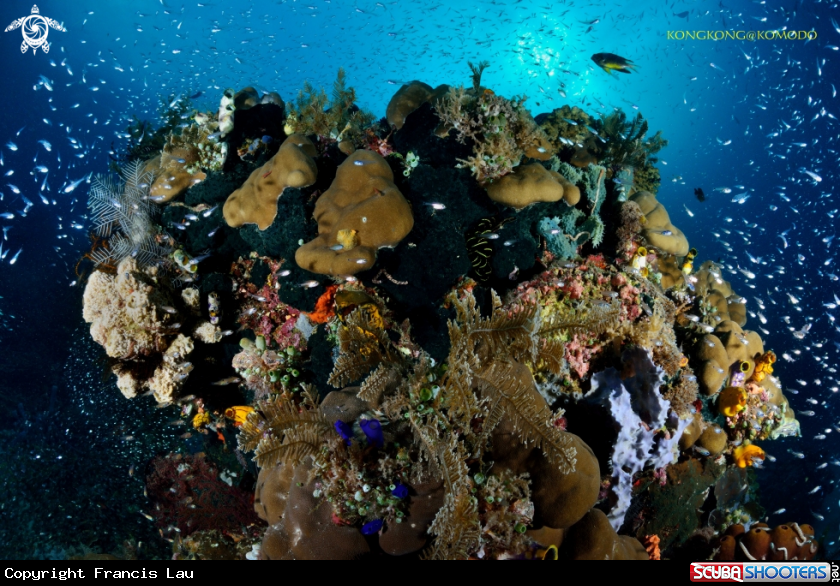 A Corals and anchovies 