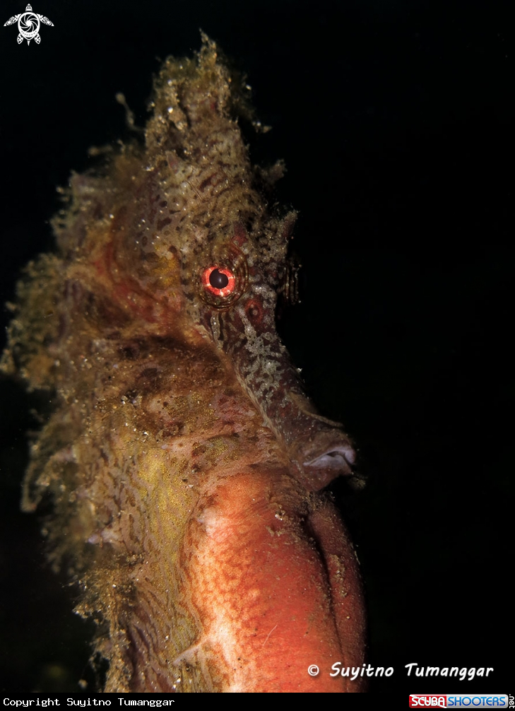 A Seahorse