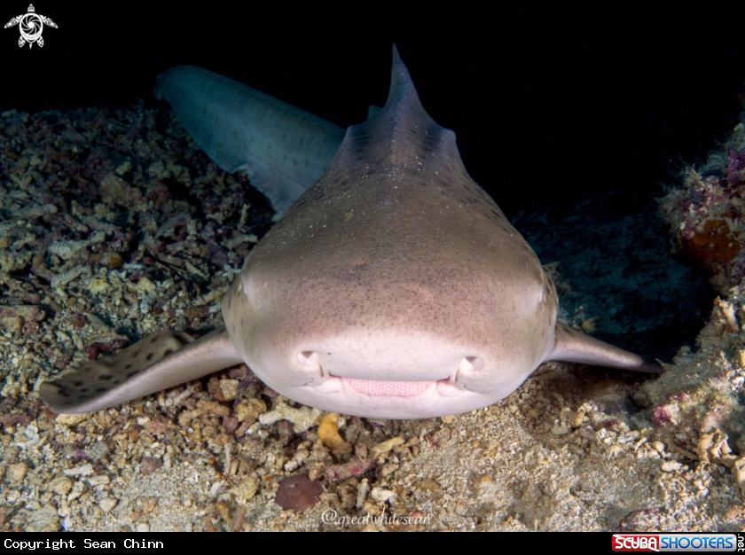 A Leopard/Zebra Shark