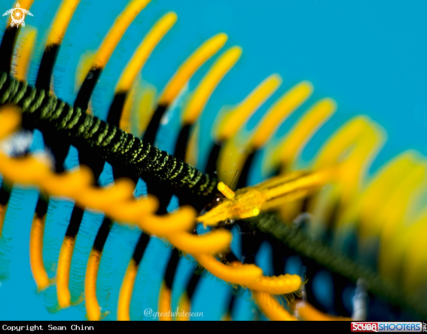 A Crinoid Shrimp