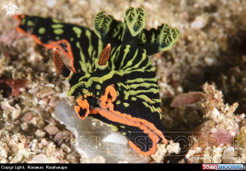 A Nudi