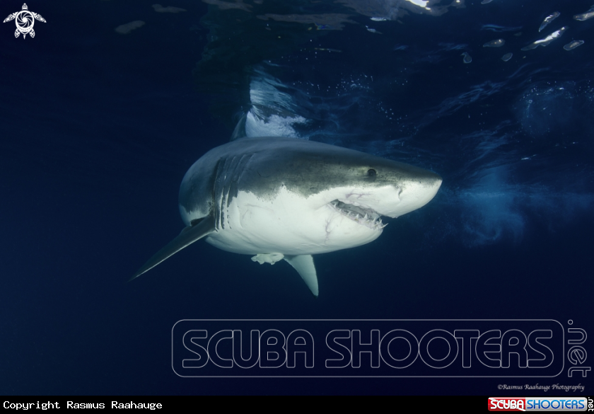 A Great White Shark