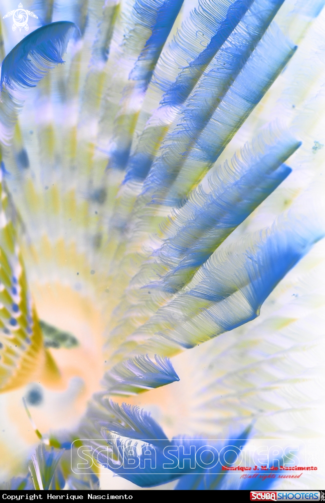 A Espirografo