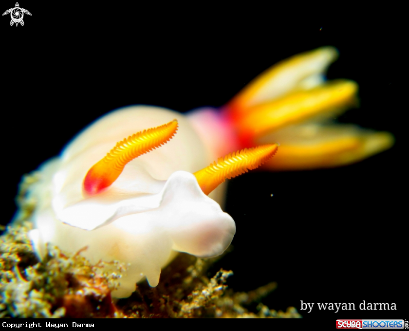 A Hypselodoris bullockii 