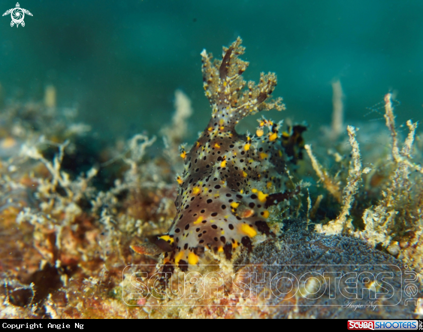 A Nudibranchs 