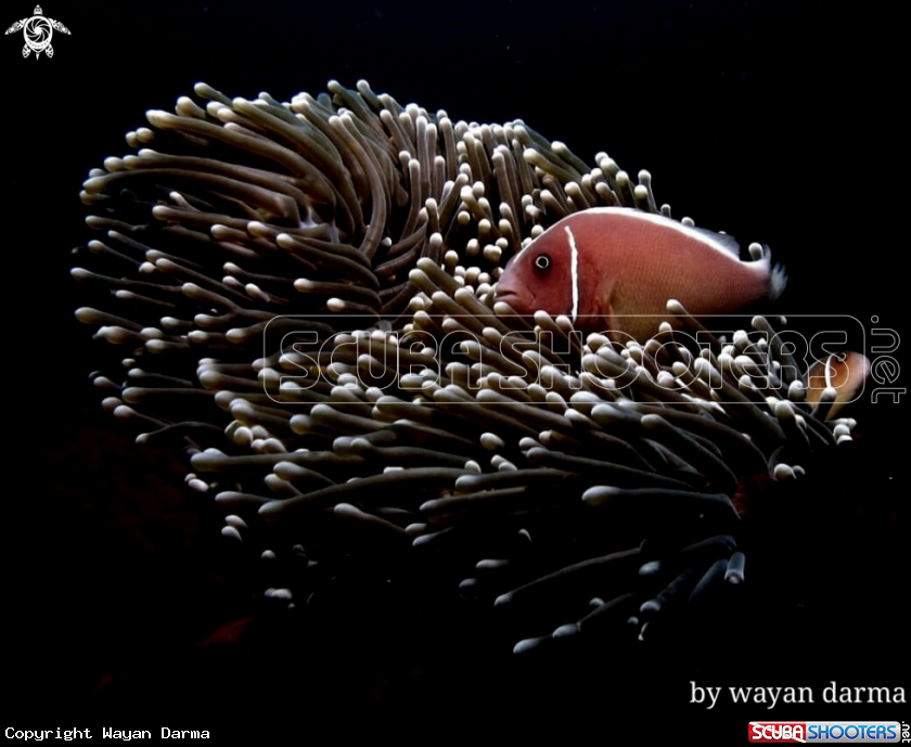 A pink nemo 