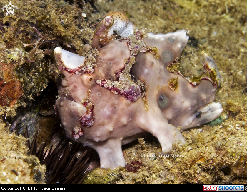 A Painted frogfish
