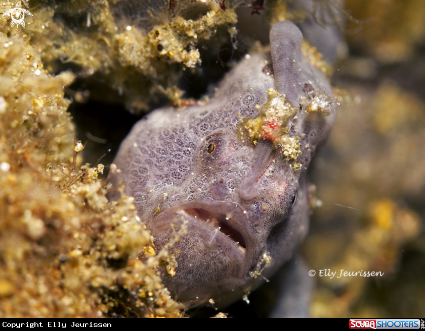 A Painted frogfish
