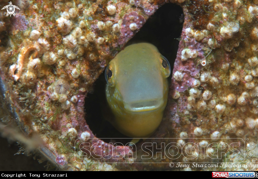 A Brown Sabretooth blenny