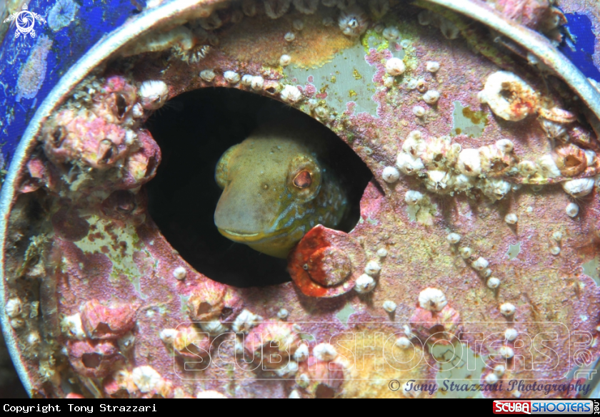 A Brown Sabretooth blenny