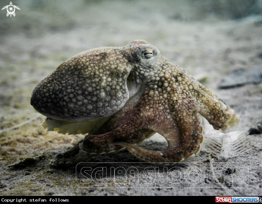 A Coconut Octopus