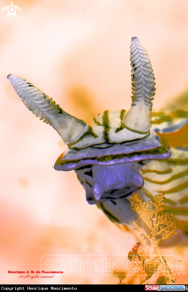 A Nidibranch