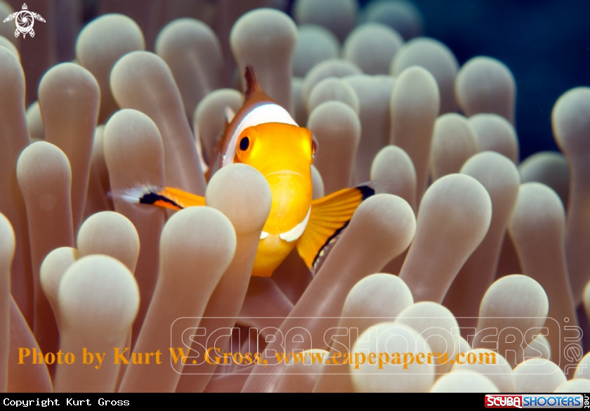 A Clownfisch