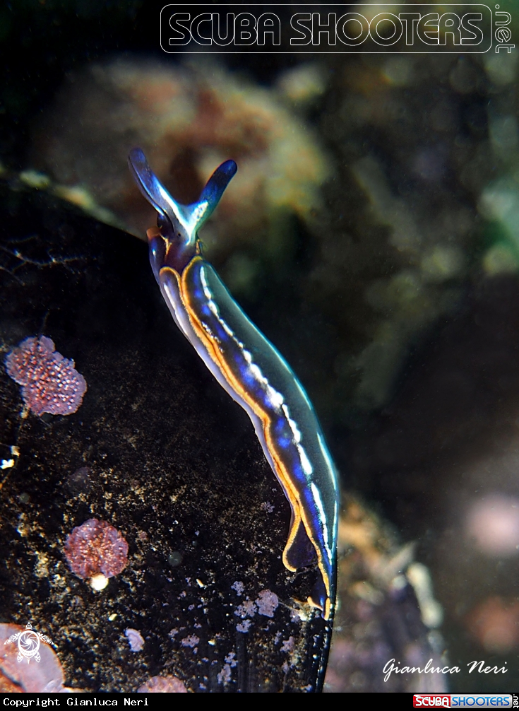 A Thuridilla 