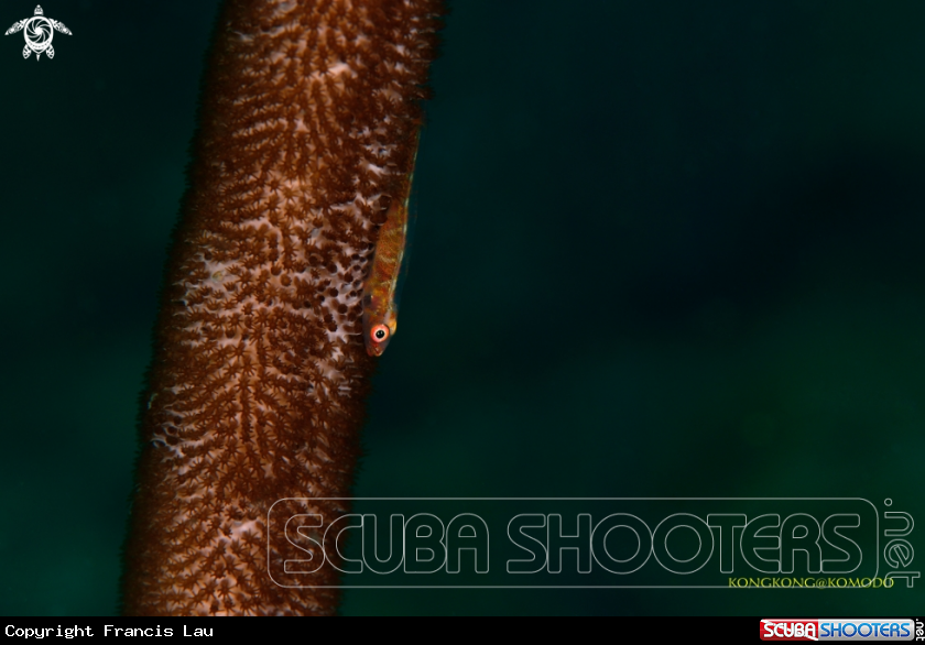 A Goby