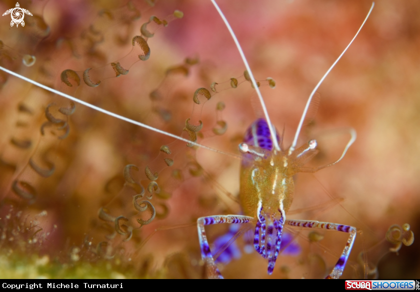 A Pederson cleaner shrimp