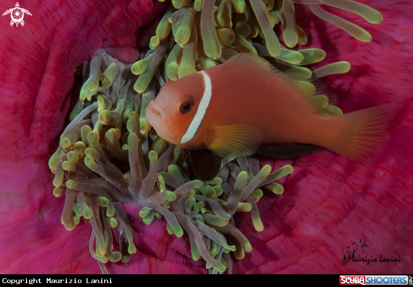 A Clown anemonefish