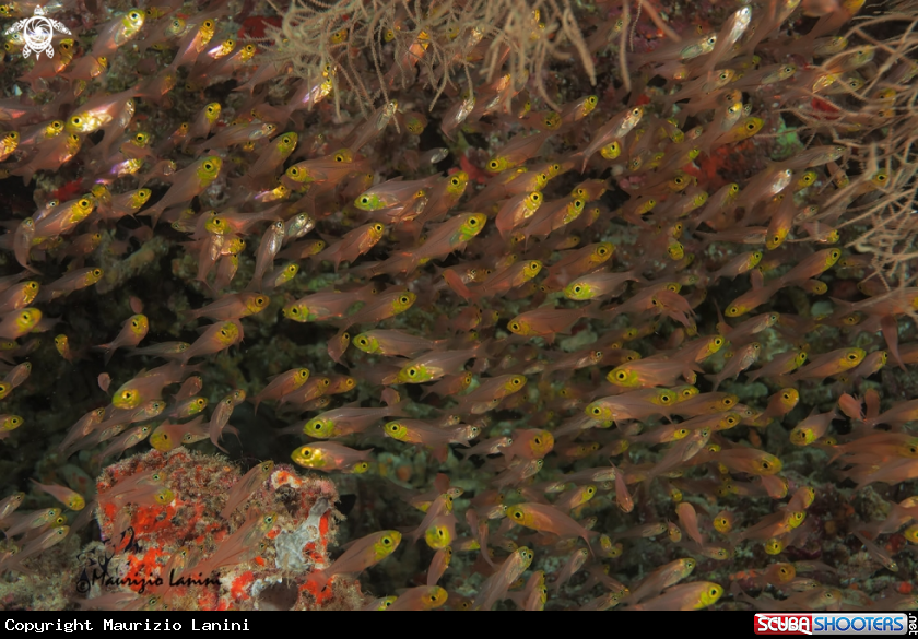 A Glassfish or Sweepers