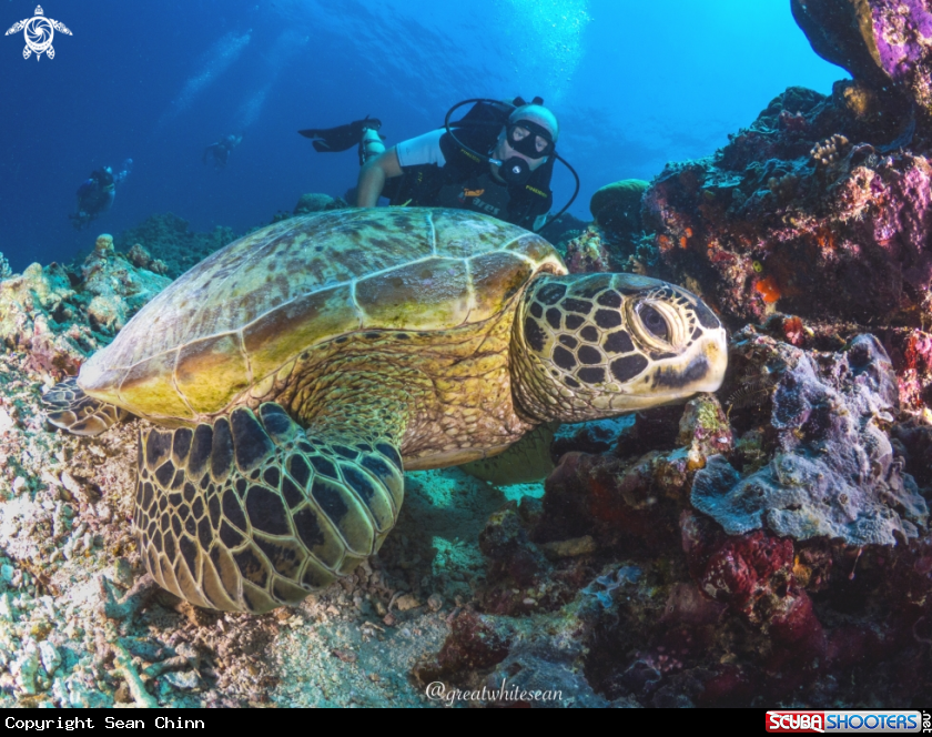 A Green Sea Turtle